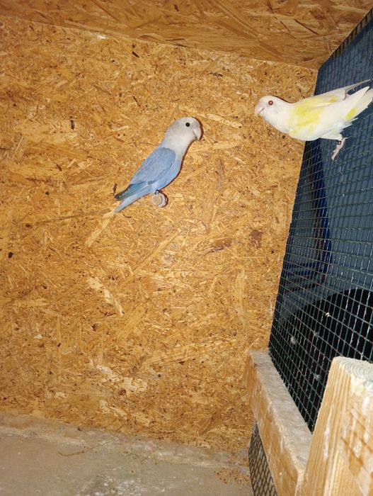 Casais agaponis ano 2025