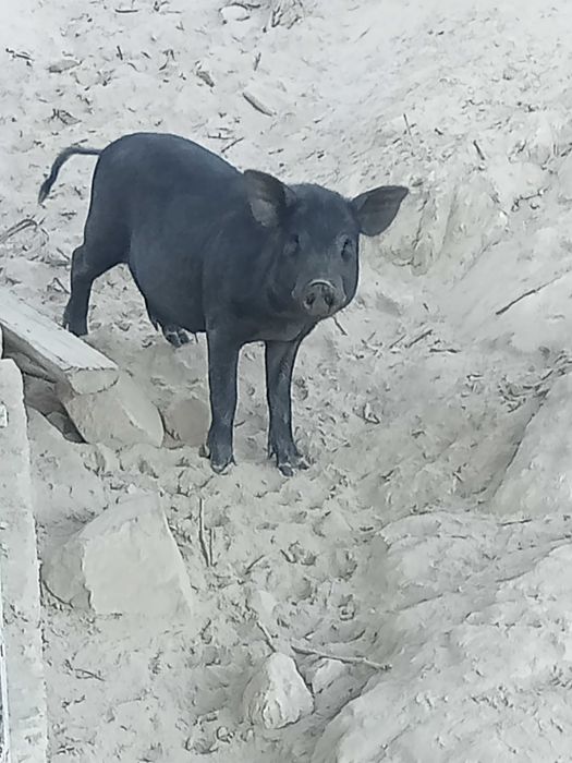 Porcos vietnamitas
