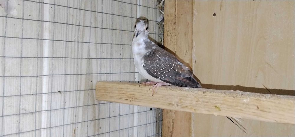 Gołąbek diamentowy szek 2025