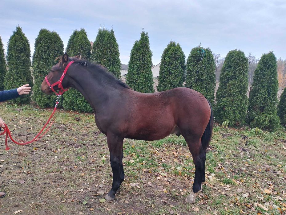 Ogierek ślaski 2025