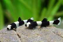 Bocja panda (Yaoshania pachychilus)od Neon Zoo