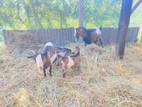 Lote de cabras anas