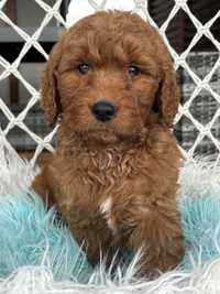 Goldendoodle piesek