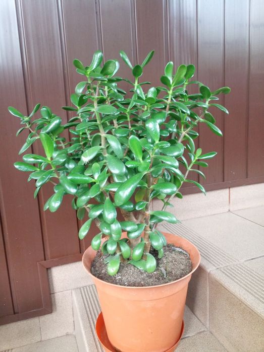 Grubosz piękne drzewko szczęścia