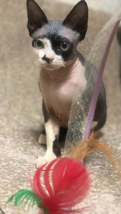 Кошеня Девон рекс