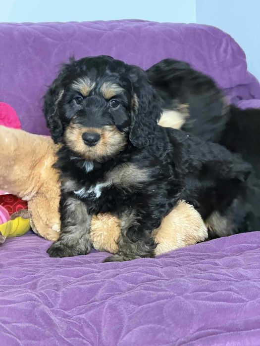 Cockapoo f1-Cocker Spaniel /pudel miniatura -PIES