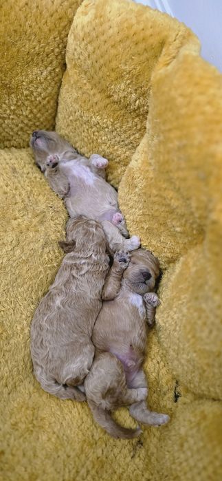 Щенок той пудель