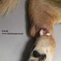 Foksik, delikatny piesek szuka domu