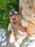 Cocker spaniel Angielski