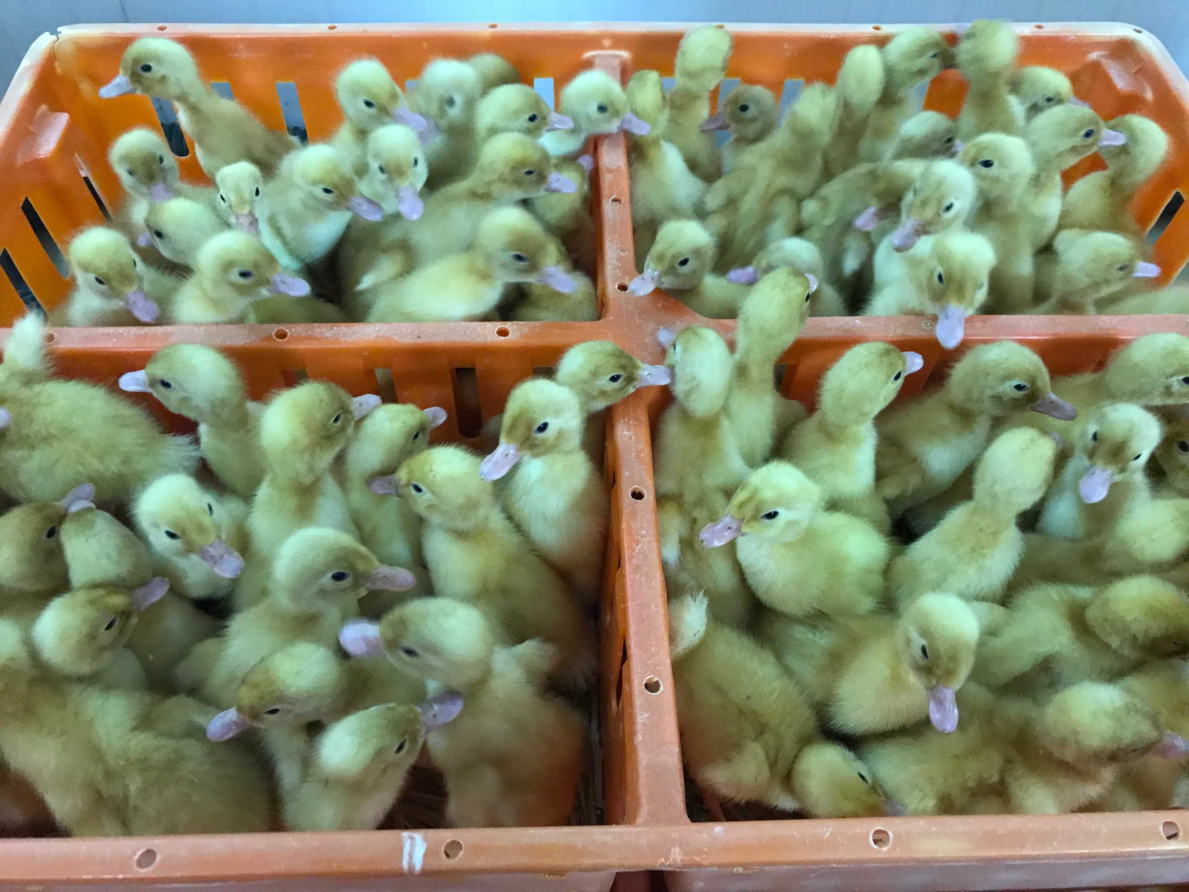 Kurczaki pisklęta nioski, Leghorn, Greenshell, Sussex, Rosa, Araucana