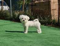 Bichon Maltês fêmea - coreano de excelente qualidade