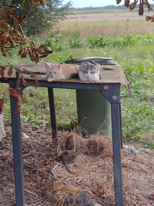 Oddam śliczne małe kotki w dobre ręce