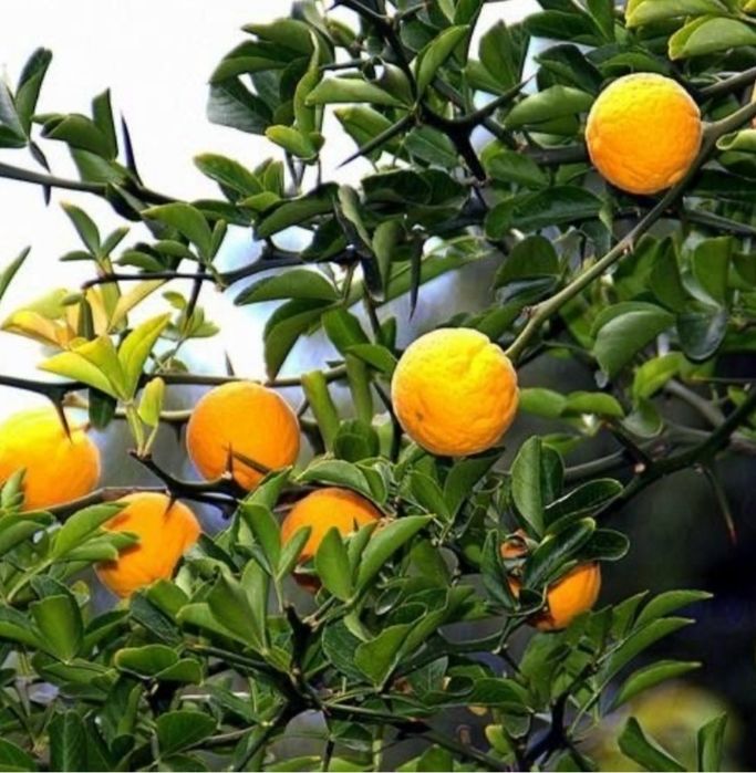 Трифоліата звичайна