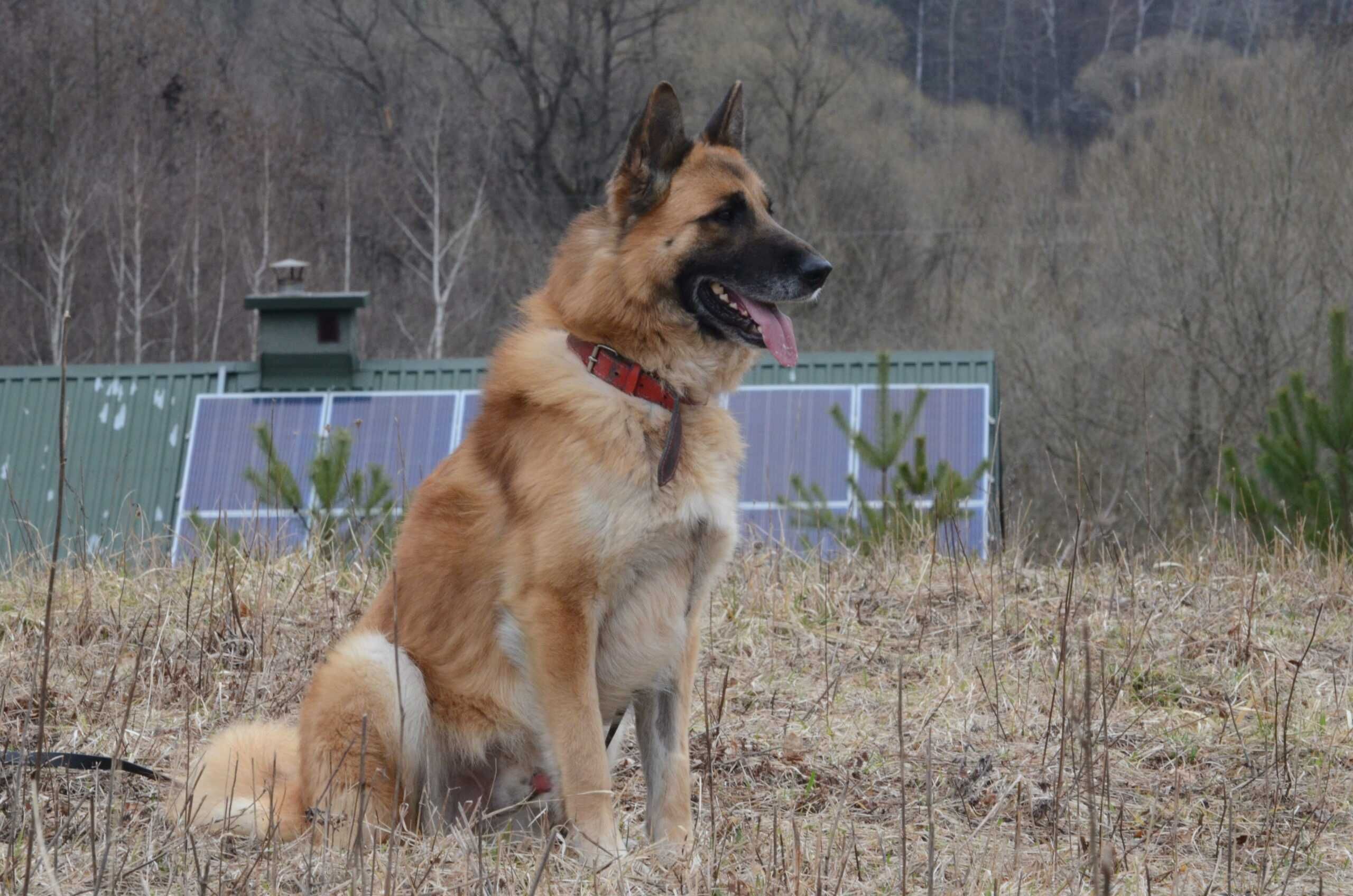 VERO- do adopcji