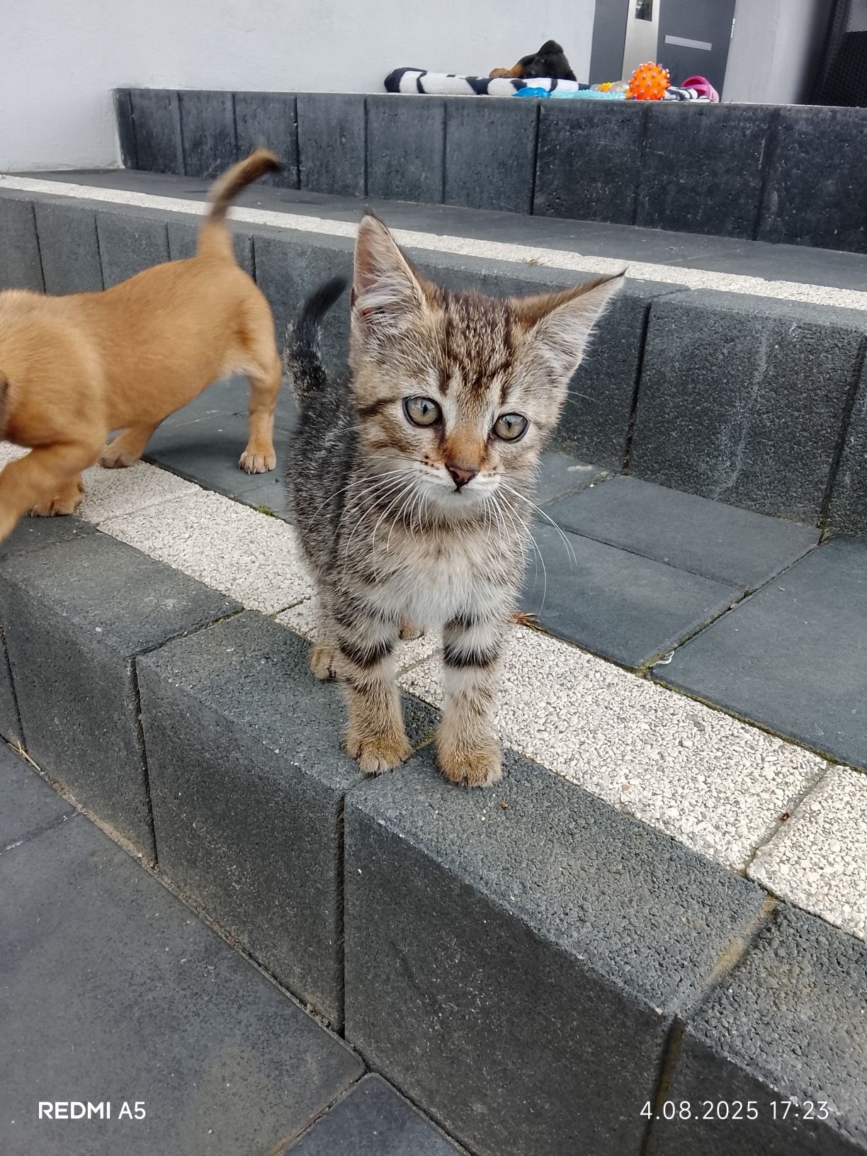 Rezerwacja Kotek do adopcji