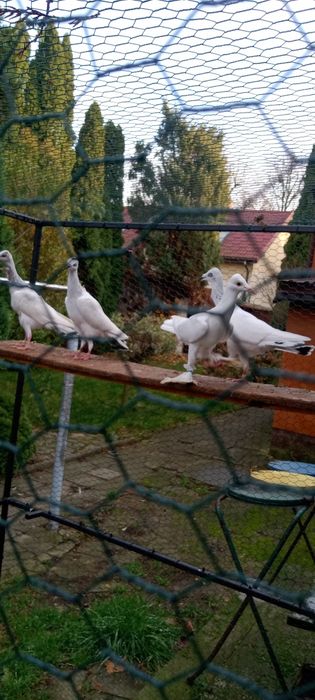 Sprzedam gołębie