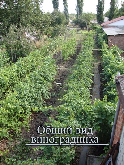 Земельна ділянка - розплідник саджанців