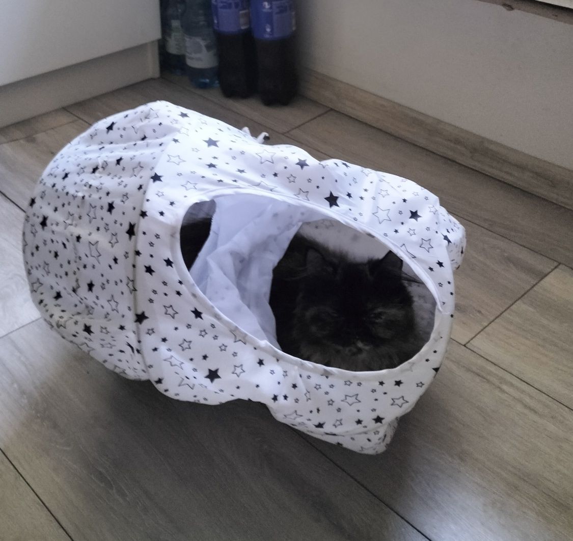 Oddam kotki w dobre ręce