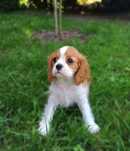 Cavalier King Charles Spaniel-Sunia