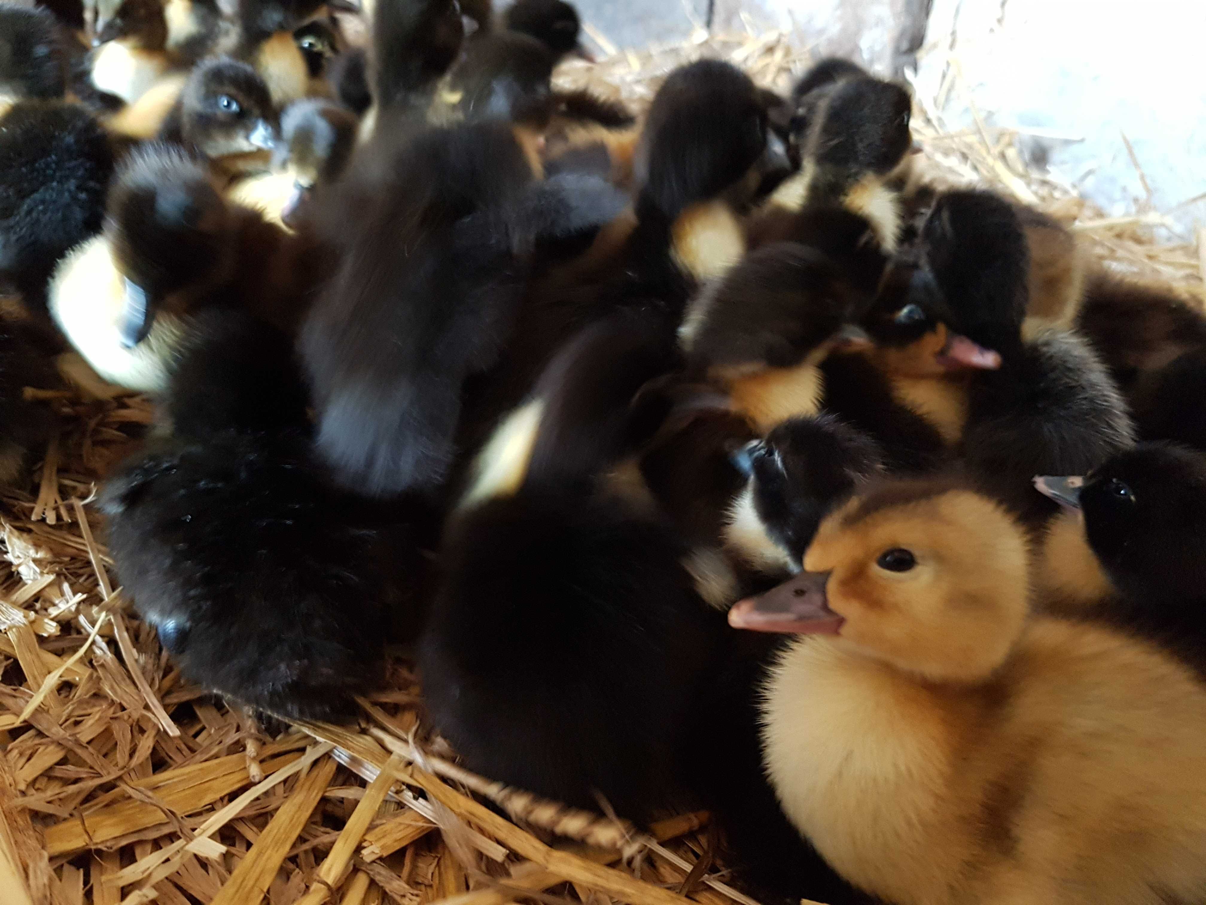 Kaczki pisklęta do odchowu pekin, mulard, dworka dostawa na miejsce