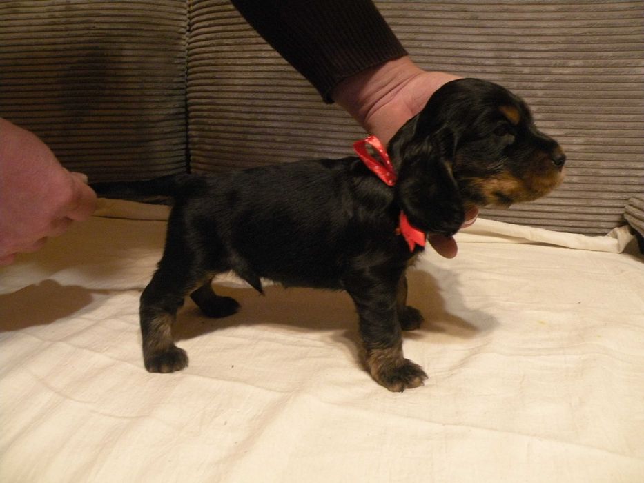 cocker spaniel angielski piesek