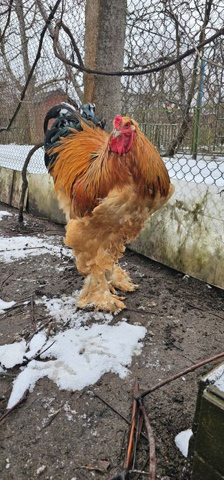 Інкубаційне яйце Брама палева