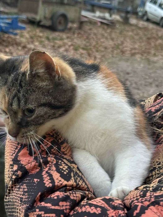 Tricolorka w dobre ręce, kotka młoda kolorowa