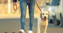 Cuidador de cachorros