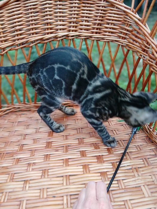 Эксклюзивный Бенгальский котенок,девочка 4мес