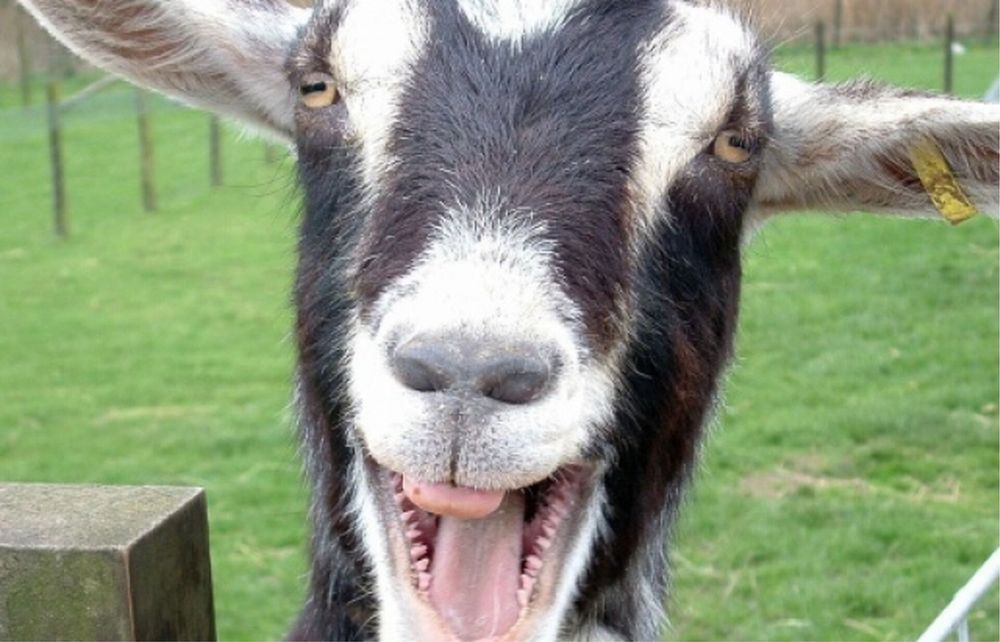 Продам козу дуже хороша