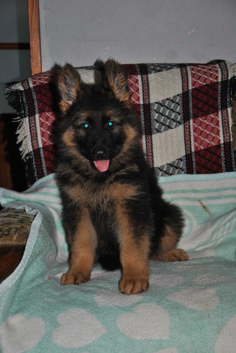 Owczarek niemiecki długowłaosy