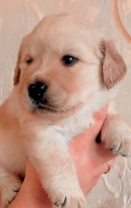 Цуценята лабрадора