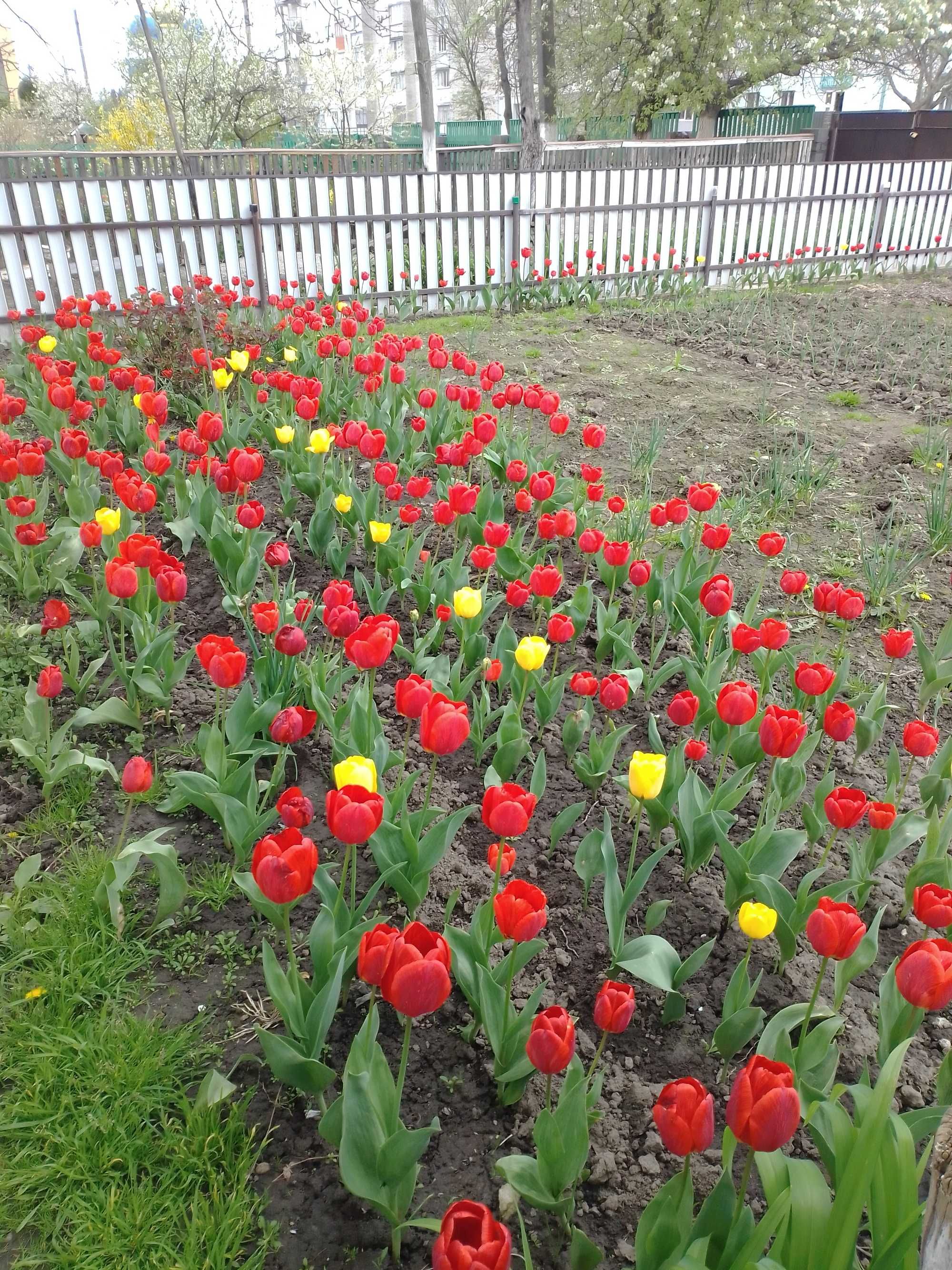 Будинок в центрі міста