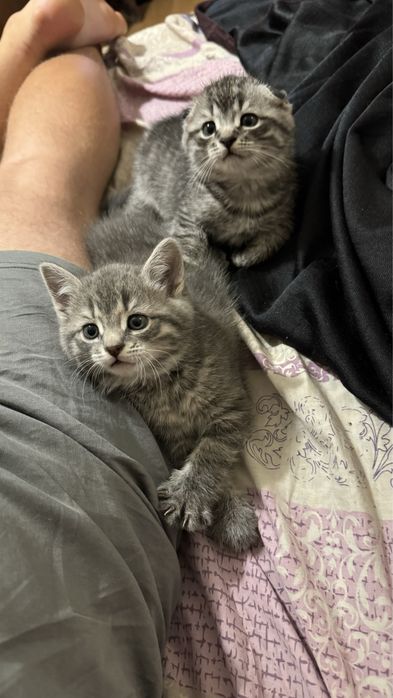 Прямовуха дівчинка