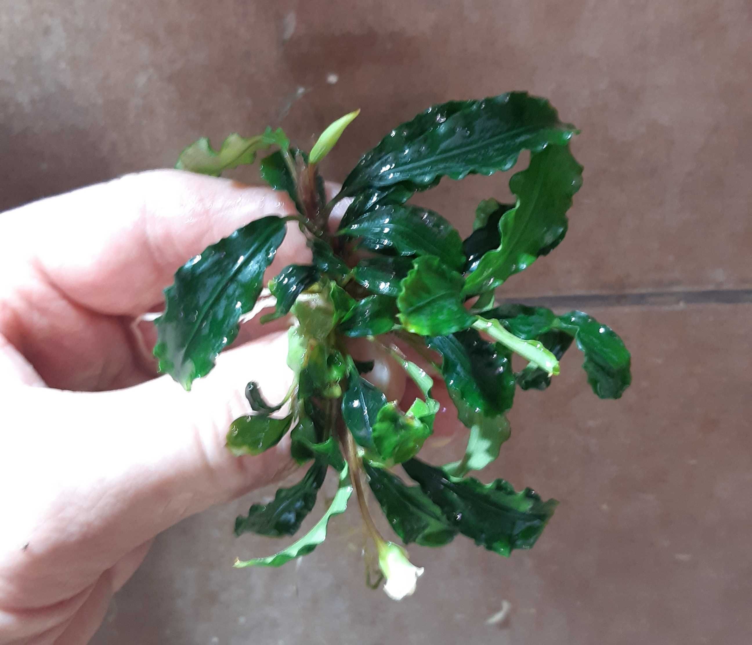 Bucephalandra Giant Velvet i inne