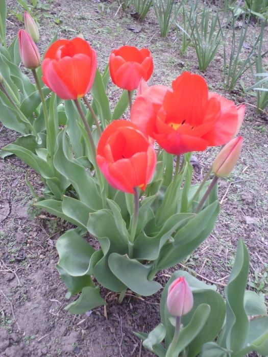 Луковицы красных тюльпанов