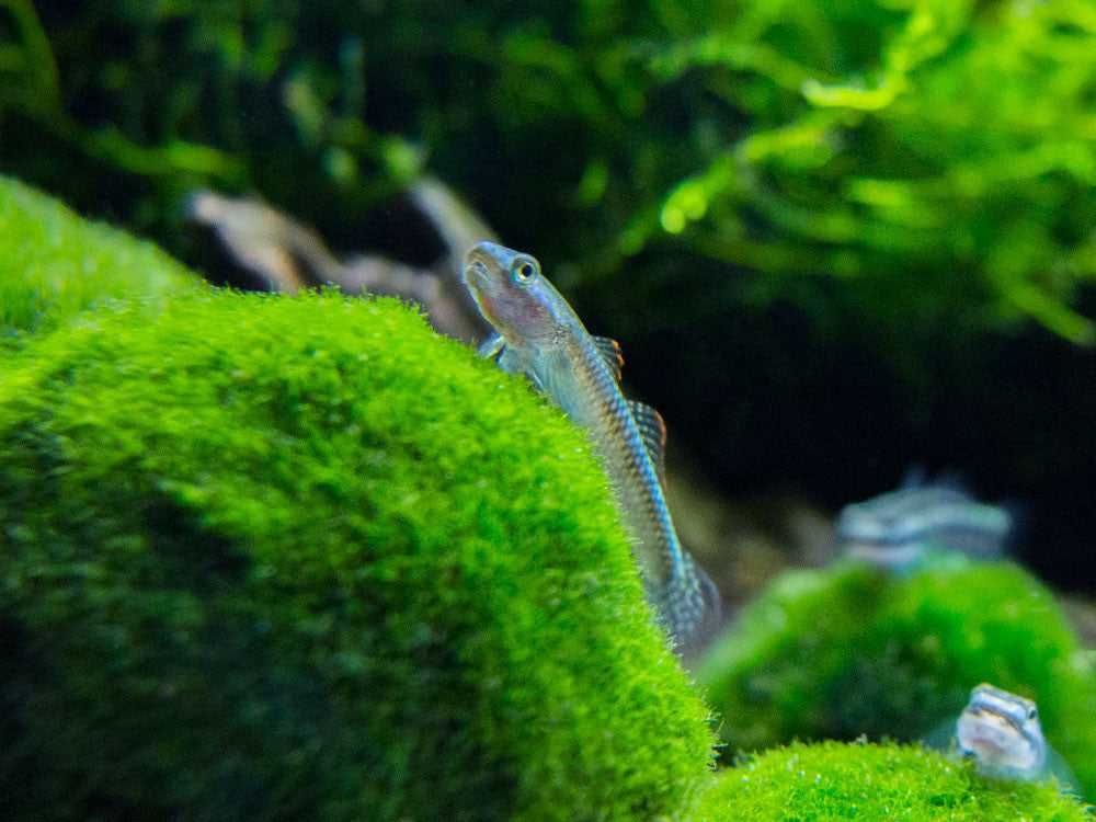 Babka sumatrzańska - Stiphodon atropurpureus - dowozimy, wysyłamy