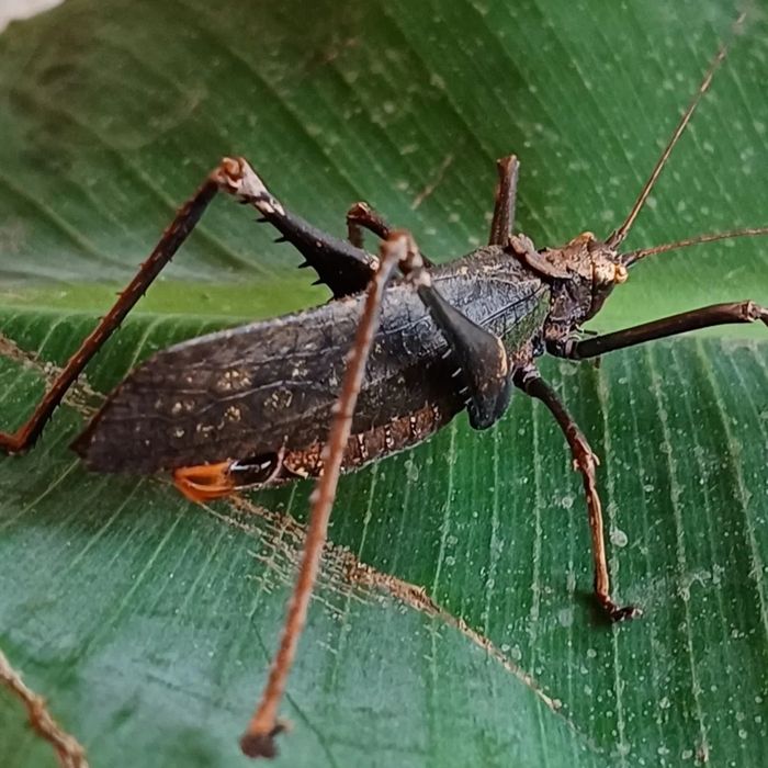 Prostoskrzydłe. Pemba sp.