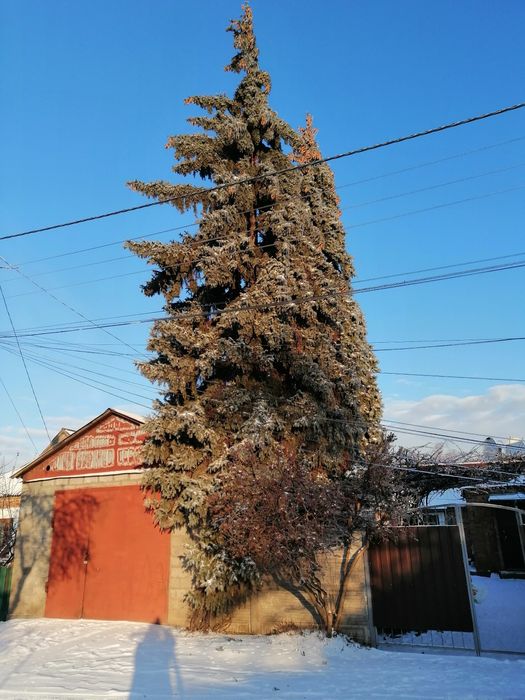 Голубая ель, две штуки.