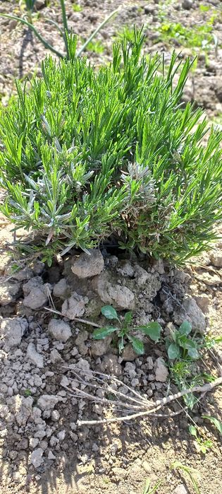 Лаванда Саджанці