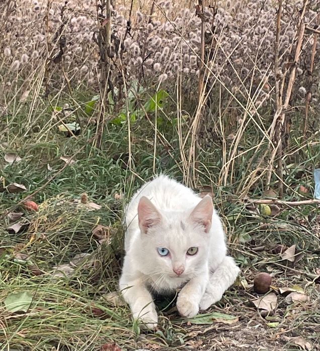 Кошенята в добрі руки