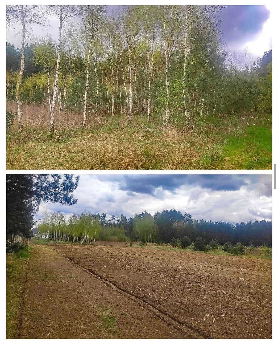 Mulczer, Mulczowanie, Karczowanie, Usuwanie zakrzaczeń