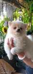 Pomeranian boo aktualne