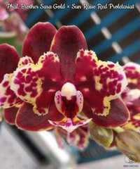 Орхідея доросла з квітконосом, розмір 3. Пересилка по Україні