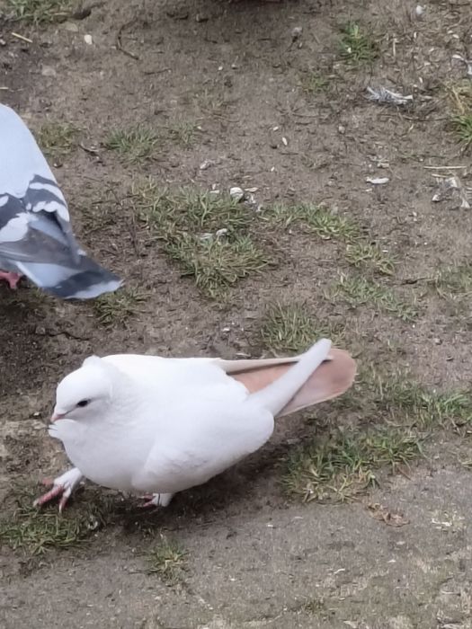 Gołębie Drejery z tego roku