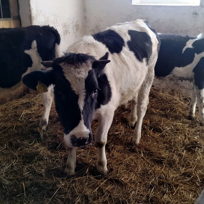 Sprzedam byczki i jałówki.