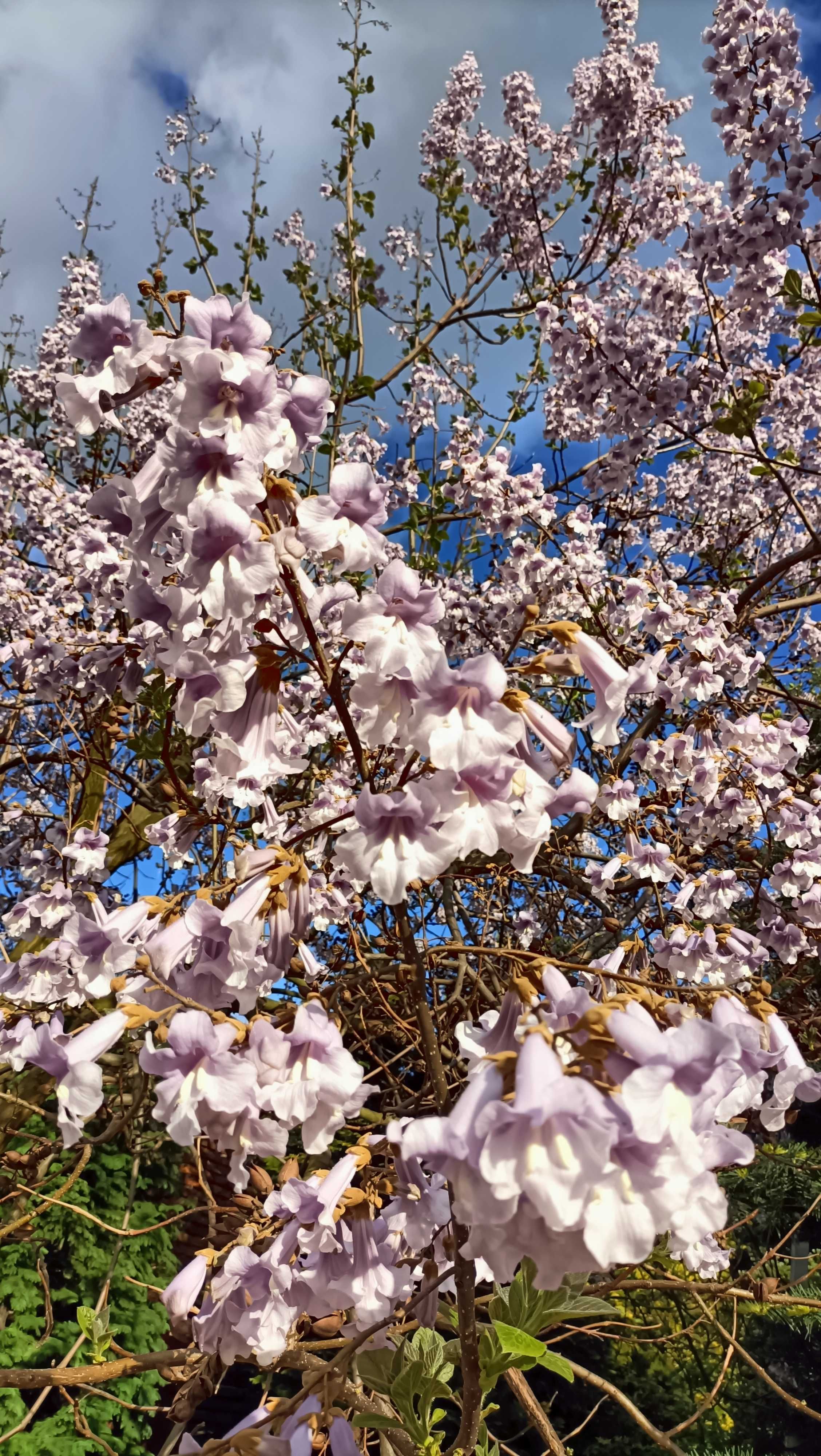 Paulownia Shang Tong, Drzewo szybko rosnące. PRODUCENT