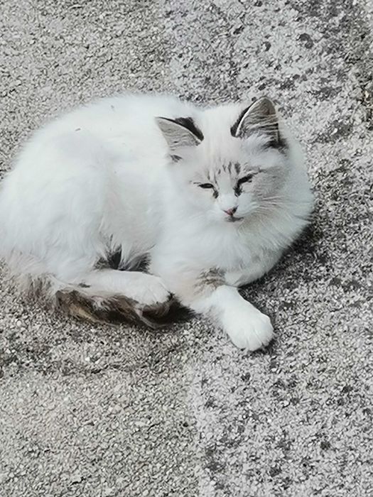 Gato para adopção