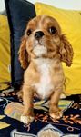 Mały łobuz Cavalier King Charles Spaniel Ruby