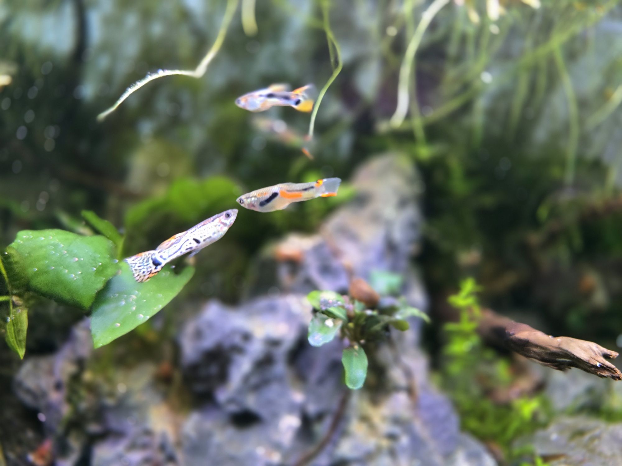 Guppys juvenis Machos e fêmeas